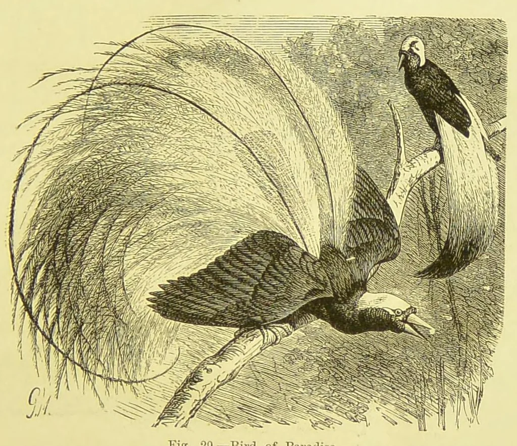An illustration from Animal coloration : an account of the principal facts and theories relating to the colours and markings of animals, 1892, leaf 277