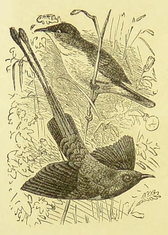 An illustration from Animal coloration : an account of the principal facts and theories relating to the colours and markings of animals, 1892, leaf 278