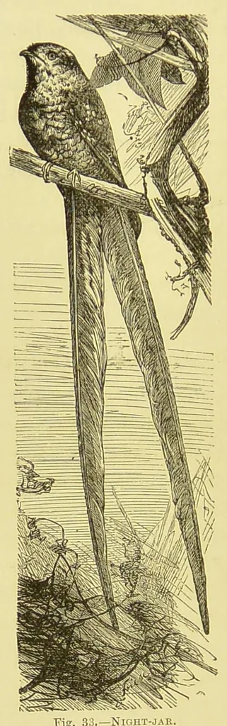 An illustration from Animal coloration : an account of the principal facts and theories relating to the colours and markings of animals, 1892, leaf 290