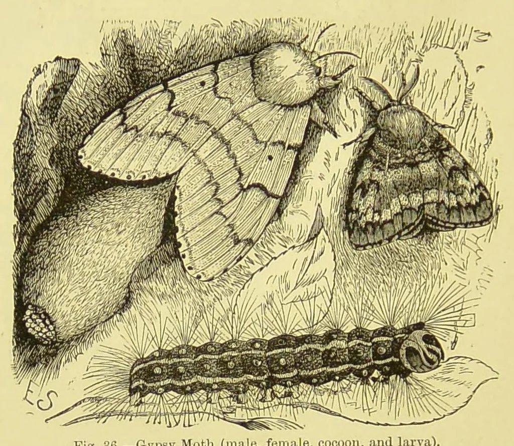 An illustration from Animal coloration : an account of the principal facts and theories relating to the colours and markings of animals, 1892, leaf 292
