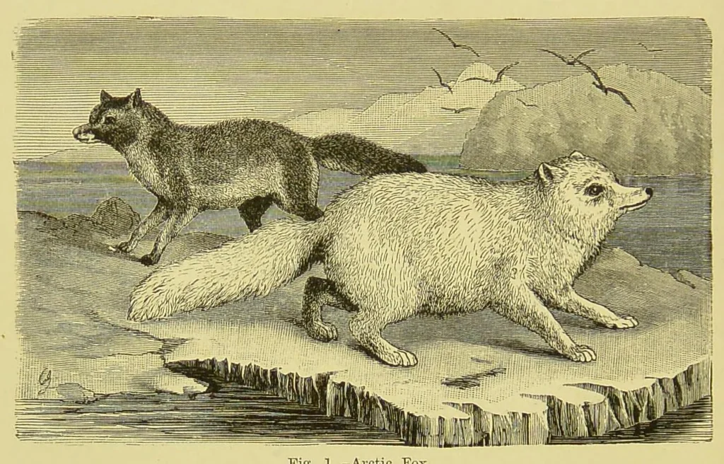 An illustration from Animal coloration : an account of the principal facts and theories relating to the colours and markings of animals, 1892, leaf 88