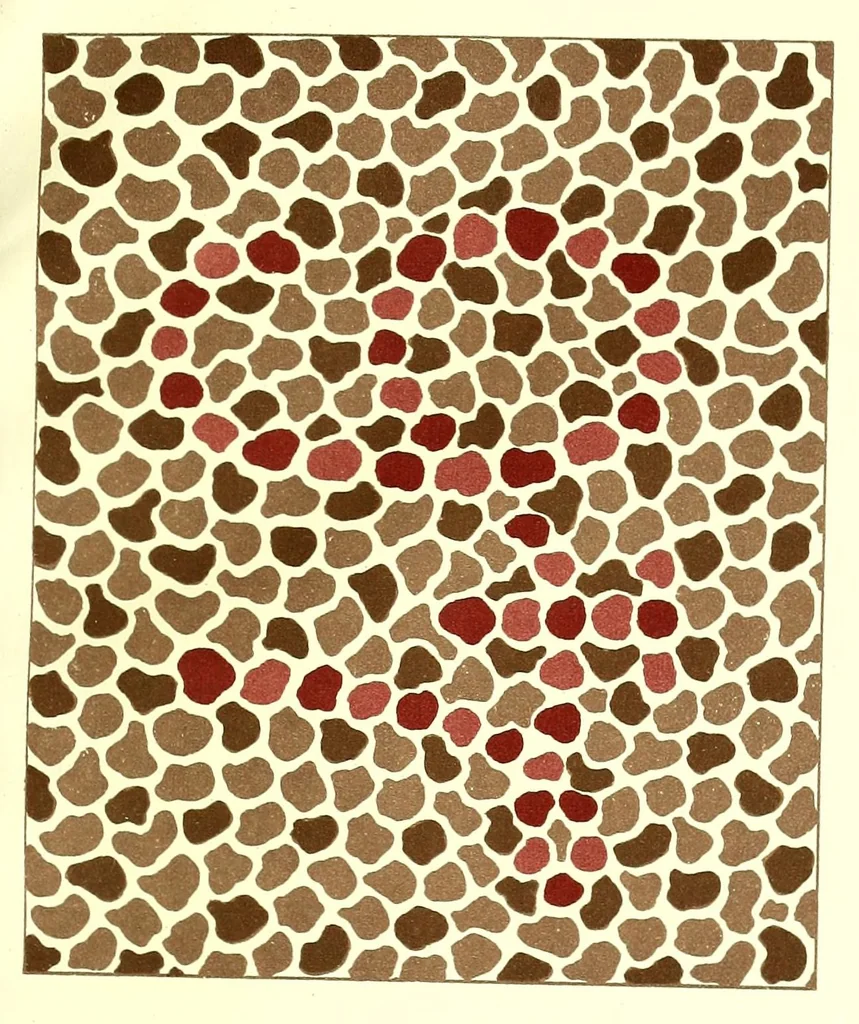 An illustration from Pseudo-isochromatische Tafeln für die Prüfung des Farbensinnes, 1889, leaf 23