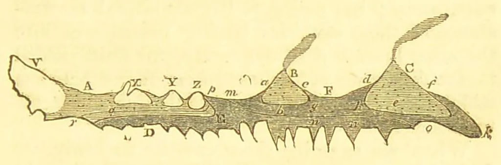 An illustration from Letters on natural magic, addressed to Sir Walter Scott, bart, 1834, leaf 351