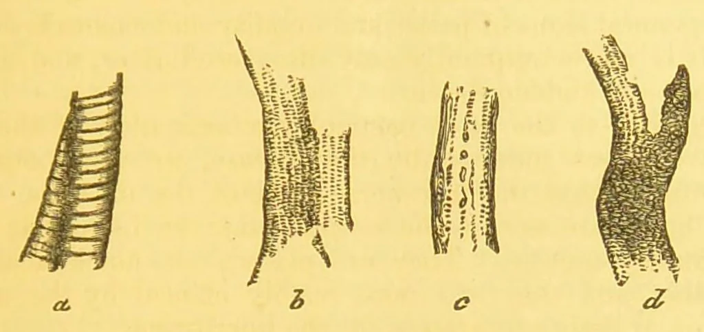 An illustration from Sound & colour : their relations, analogies & harmonies, 1869, leaf 117