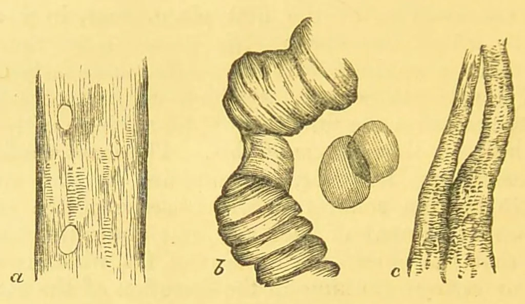 An illustration from Sound & colour : their relations, analogies & harmonies, 1869, leaf 122