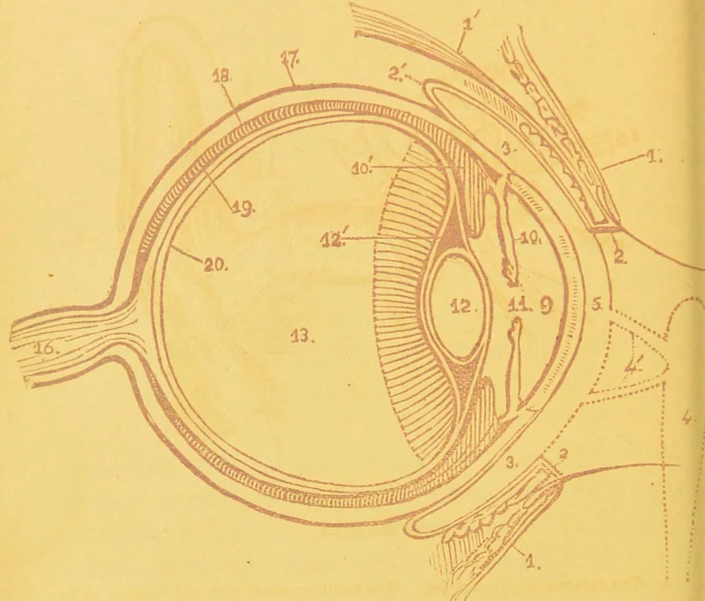 An illustration from Sound & colour : their relations, analogies & harmonies, 1869, leaf 44