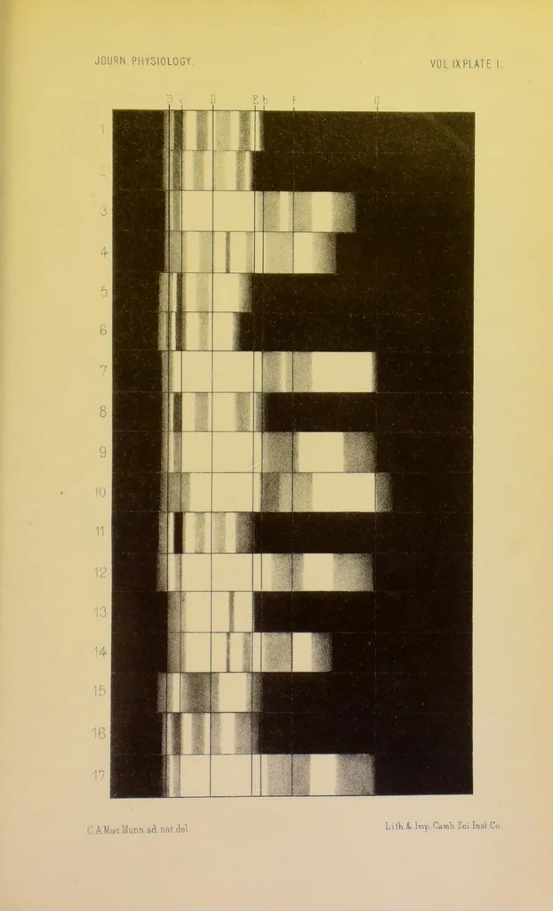 An illustration from On the chromatology of some British sponges, 1888, leaf 31