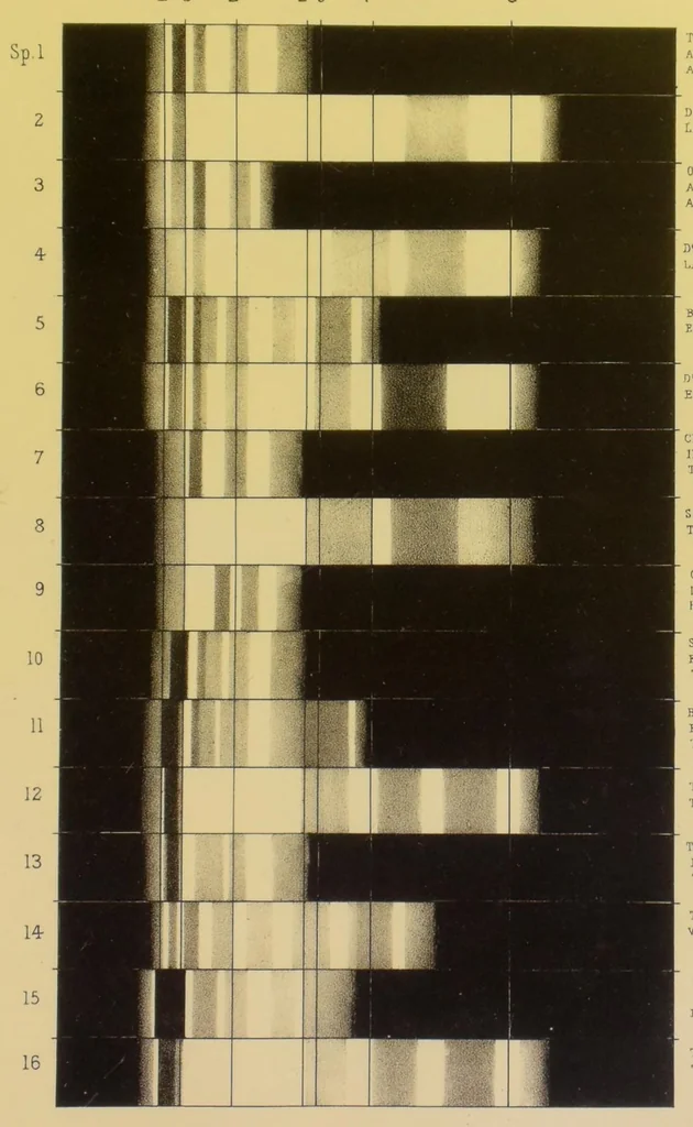 An illustration from Notes on the chromatology of Anthea cereus, 1887, leaf 23