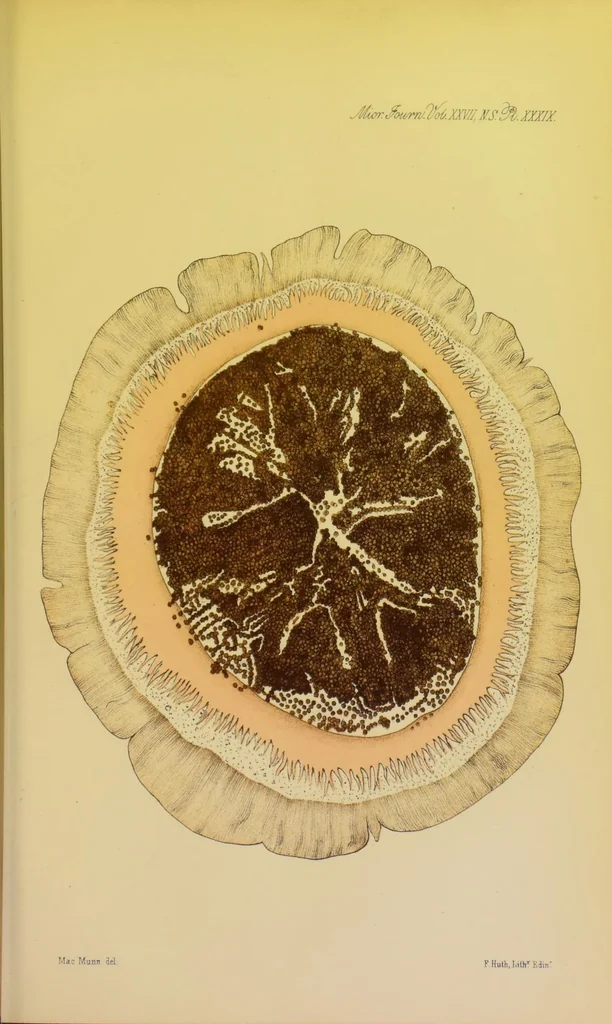 An illustration from Notes on the chromatology of Anthea cereus, 1887, leaf 25