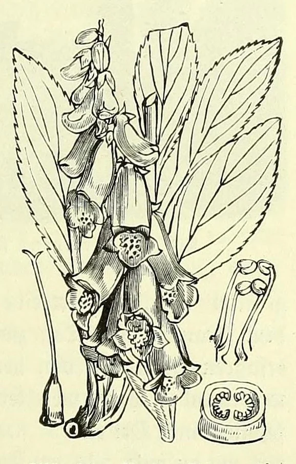An illustration from Vergleichende Volksmedizin : eine Darstellung volksmedizinischer Sitten und Gebräuche, Anschauungen und Heilfaktoren, des Aberglaubens und der Zaubermedizin, 1908, leaf 189