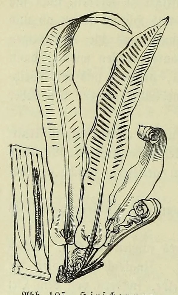 An illustration from Vergleichende Volksmedizin : eine Darstellung volksmedizinischer Sitten und Gebräuche, Anschauungen und Heilfaktoren, des Aberglaubens und der Zaubermedizin, 1908, leaf 256