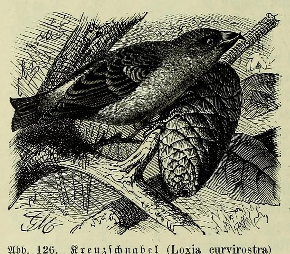 An illustration from Vergleichende Volksmedizin : eine Darstellung volksmedizinischer Sitten und Gebräuche, Anschauungen und Heilfaktoren, des Aberglaubens und der Zaubermedizin, 1908, leaf 308
