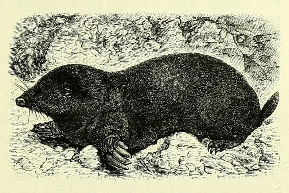An illustration from Vergleichende Volksmedizin : eine Darstellung volksmedizinischer Sitten und Gebräuche, Anschauungen und Heilfaktoren, des Aberglaubens und der Zaubermedizin, 1908, leaf 343