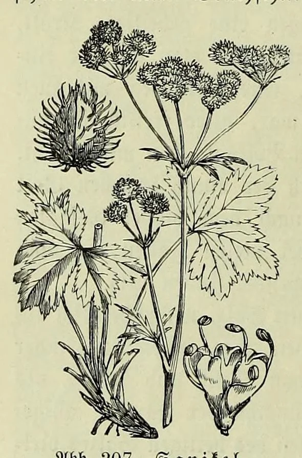 An illustration from Vergleichende Volksmedizin : eine Darstellung volksmedizinischer Sitten und Gebräuche, Anschauungen und Heilfaktoren, des Aberglaubens und der Zaubermedizin, 1908, leaf 432
