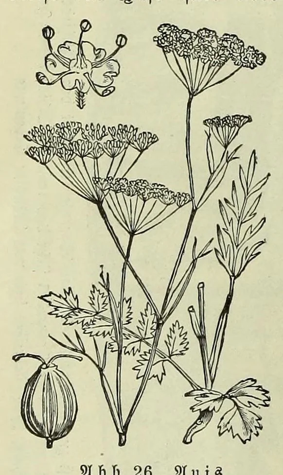 An illustration from Vergleichende Volksmedizin : eine Darstellung volksmedizinischer Sitten und Gebräuche, Anschauungen und Heilfaktoren, des Aberglaubens und der Zaubermedizin, 1908, leaf 64