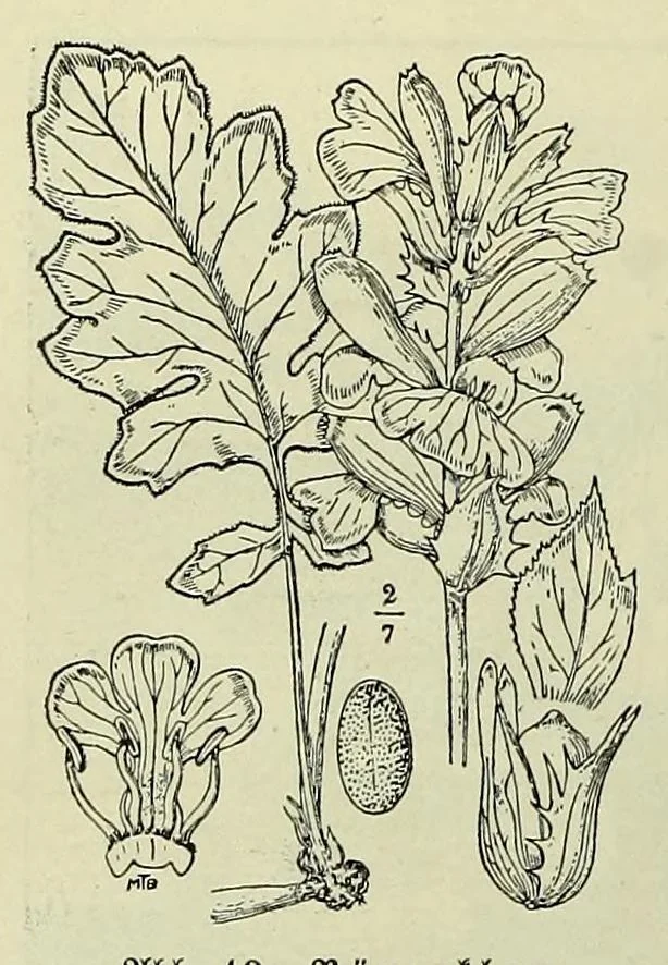 An illustration from Vergleichende Volksmedizin : eine Darstellung volksmedizinischer Sitten und Gebräuche, Anschauungen und Heilfaktoren, des Aberglaubens und der Zaubermedizin, 1908, leaf 82