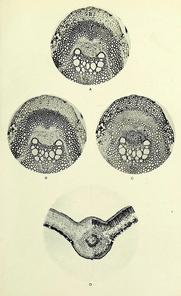An illustration from Handbook of photomicrography, 1913, leaf 239