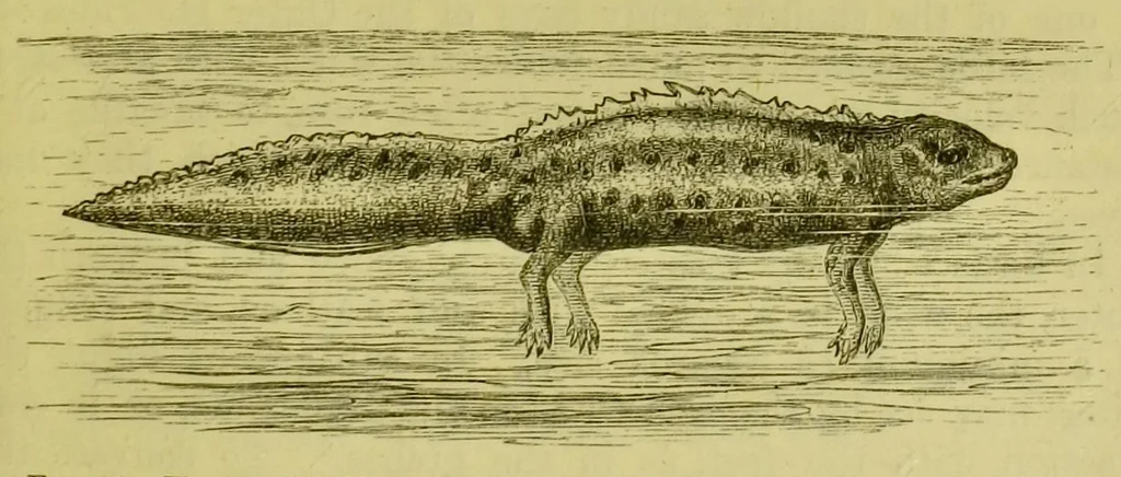 An illustration from Animal locomotion : or, walking, swimming, and flying, with a dissertation on aëronautics, 1873, leaf 113