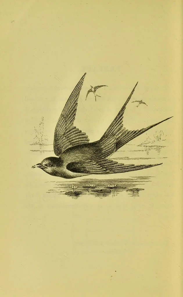 An illustration from Animal locomotion : or, walking, swimming, and flying, with a dissertation on aëronautics, 1873, leaf 12