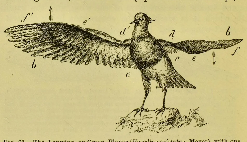 An illustration from Animal locomotion : or, walking, swimming, and flying, with a dissertation on aëronautics, 1873, leaf 162