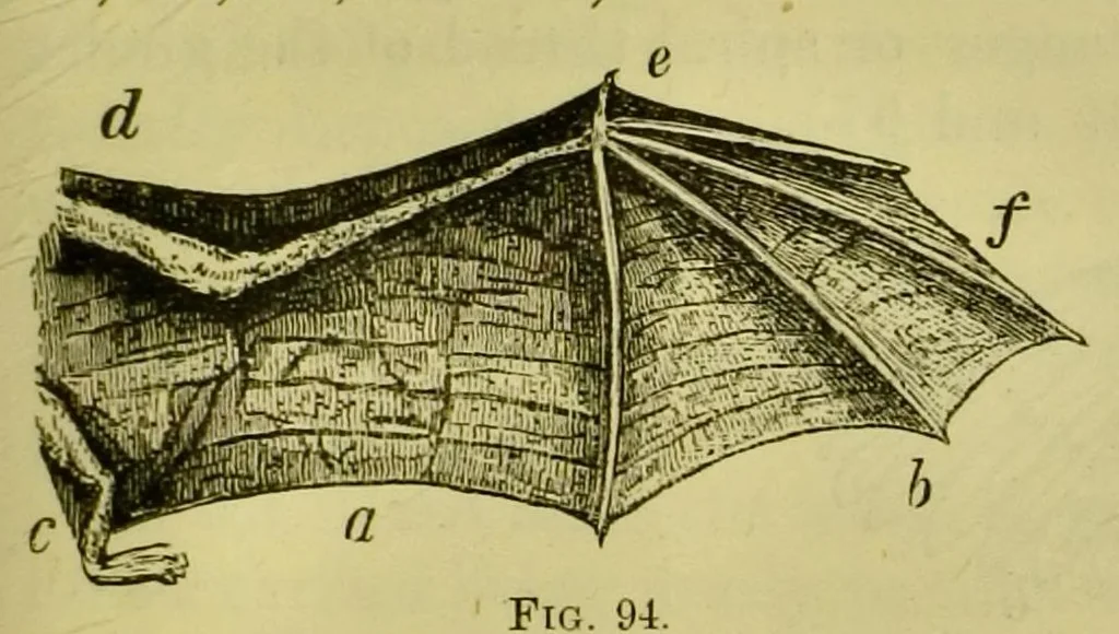 An illustration from Animal locomotion : or, walking, swimming, and flying, with a dissertation on aëronautics, 1873, leaf 199