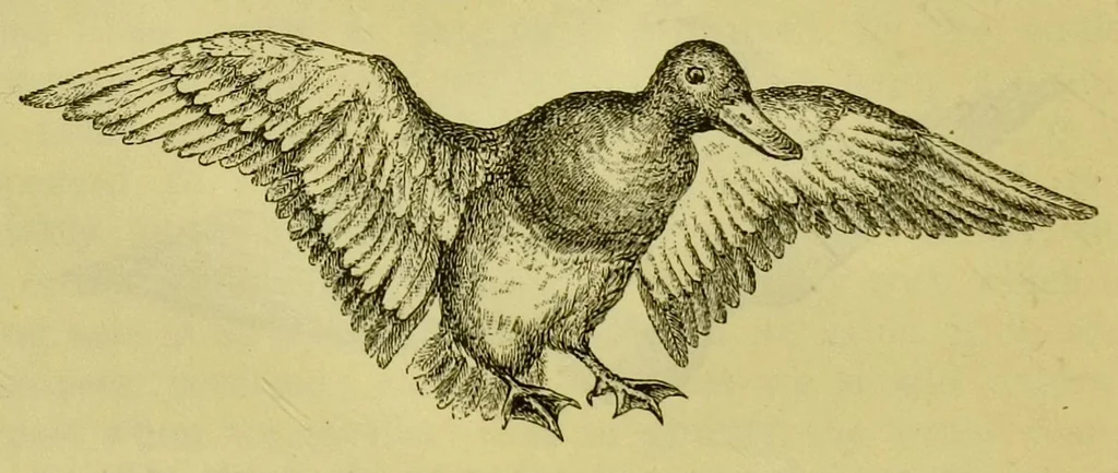 An illustration from Animal locomotion : or, walking, swimming, and flying, with a dissertation on aëronautics, 1873, leaf 228