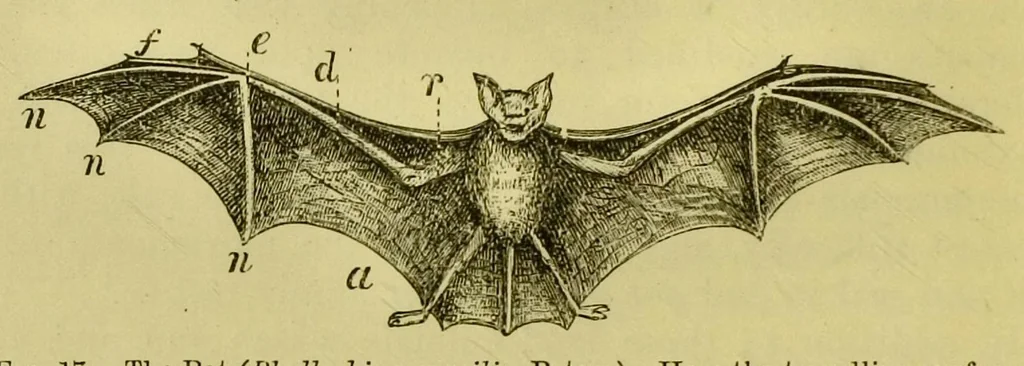 An illustration from Animal locomotion : or, walking, swimming, and flying, with a dissertation on aëronautics, 1873, leaf 60