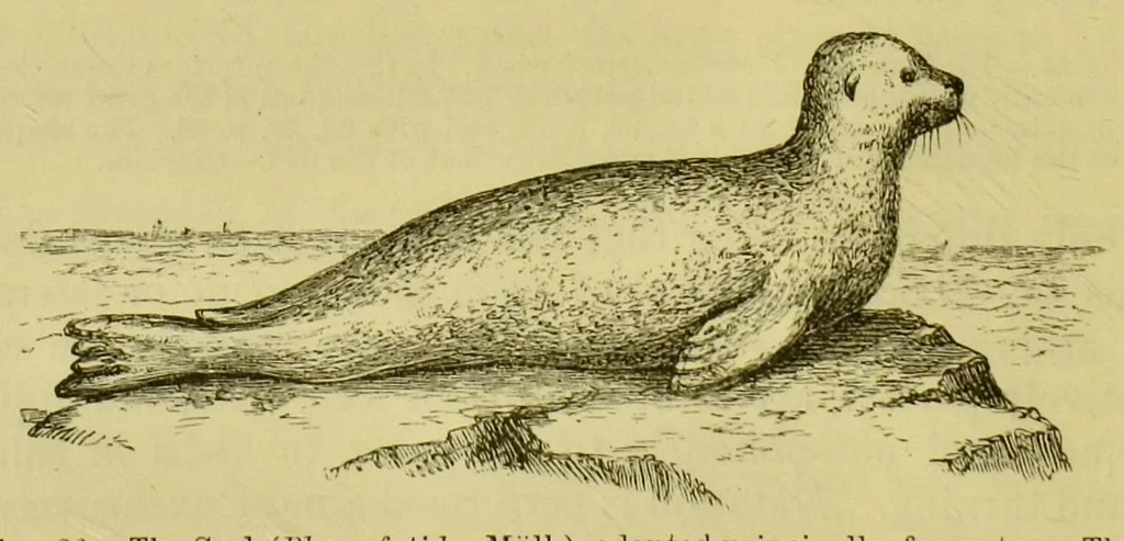 An illustration from Animal locomotion : or, walking, swimming, and flying, with a dissertation on aëronautics, 1873, leaf 98