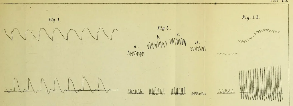 An illustration from Arbeiten aus dem Physiologischen Laboratorium der Würzburger Hochschule : III Lieferung, 1876, leaf 81