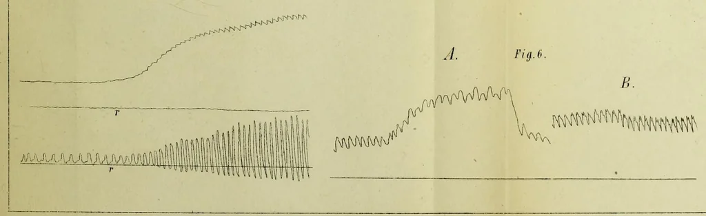 An illustration from Arbeiten aus dem Physiologischen Laboratorium der Würzburger Hochschule : III Lieferung, 1876, leaf 81