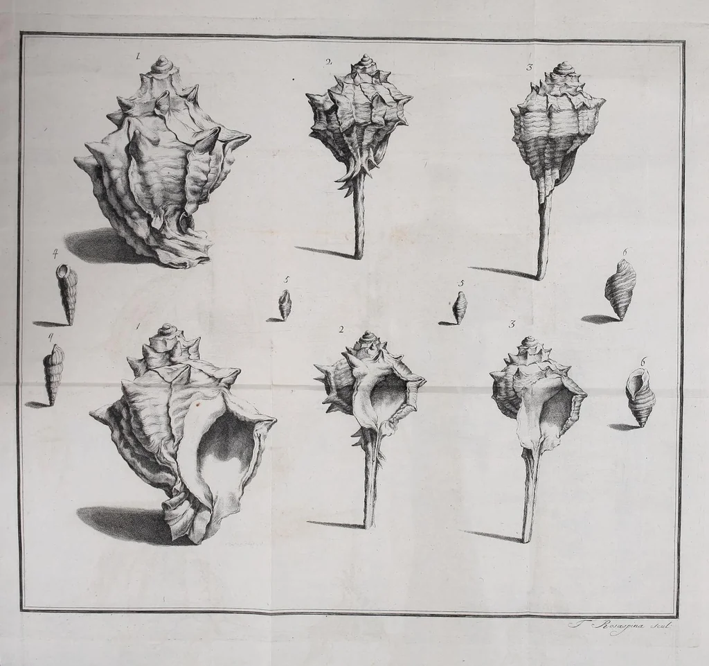 An illustration from Delle porpore e delle materie vestiarie presso gli antichi. Dissertazione epistolare, 1786, leaf 407