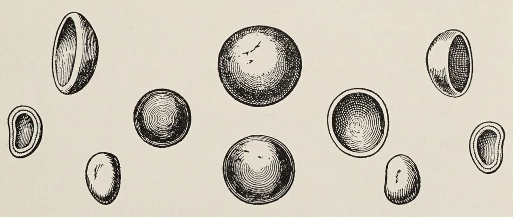 An illustration from The magic of jewels and charms, 1915, leaf 227