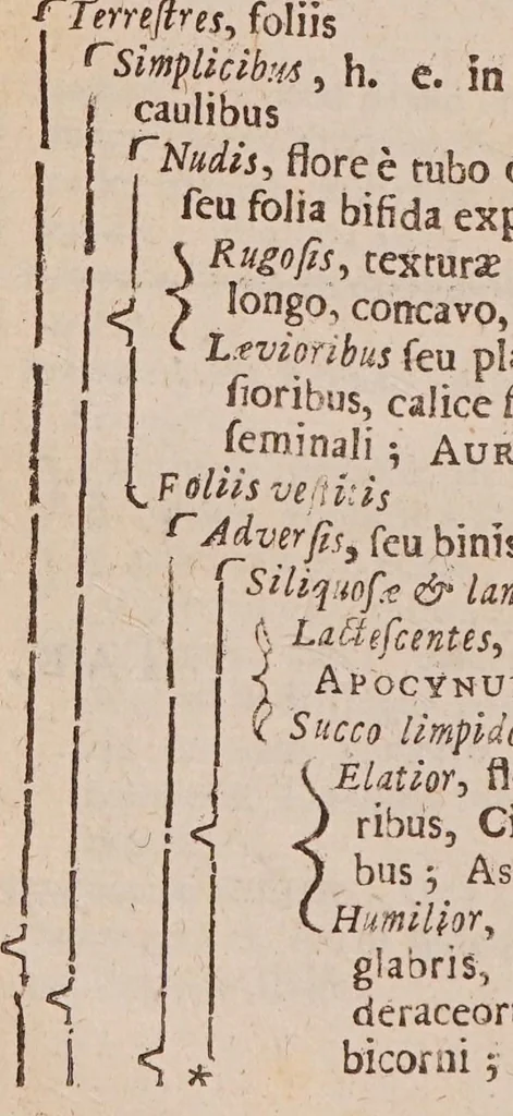An illustration from Methodus plantarum nova, brevitatis et perspicuitatis causa synoptice in tabulis exhibita. Cum notis generum tum summorum tum subalternorum characteristicis, observationibus nonnullis de seminibus plantarum & indice copioso, 1682, leaf 184
