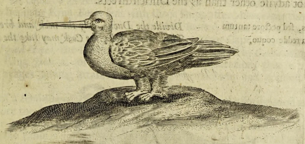 An illustration from Some years travels into divers parts of Africa, and Asia the Great. Describing more particularly the Empires of Persia and Industan ... As also, many ... kingdoms in the oriental India ..., 1677, leaf 23