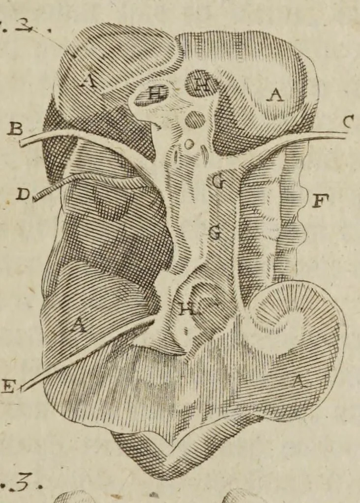 An illustration from The anatomy of human bodies epitomiz'd : wherein all the parts of man's body, with their actions and uses, are succinctly describ'd, according to the newest doctrine of the most accurate and learned modern anatomists, 1688, leaf 163