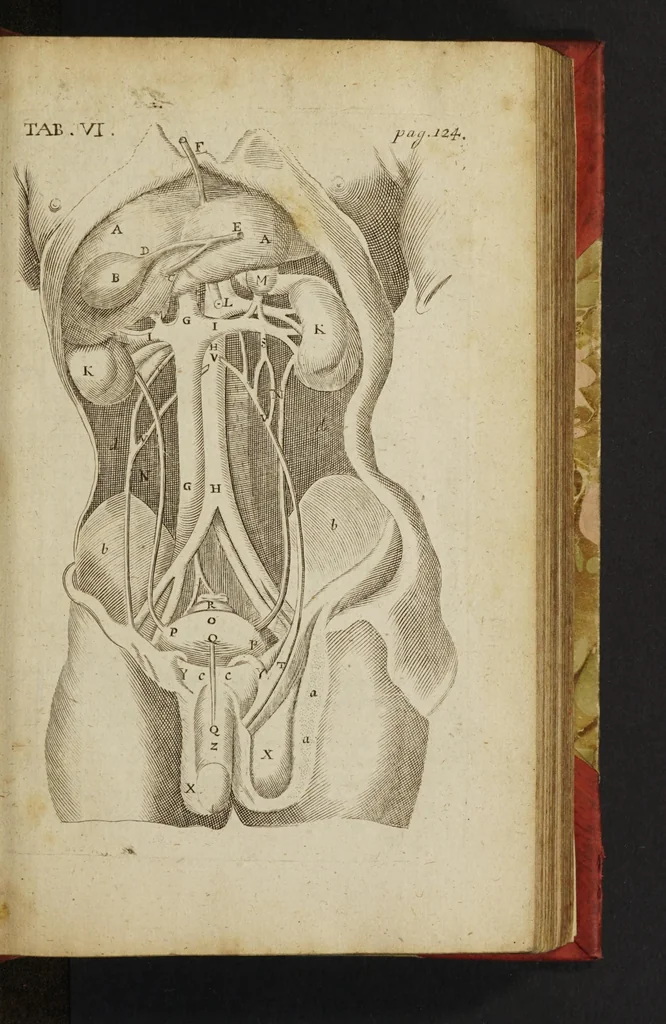 An illustration from The anatomy of human bodies epitomiz'd : wherein all the parts of man's body, with their actions and uses, are succinctly describ'd, according to the newest doctrine of the most accurate and learned modern anatomists, 1688, leaf 167