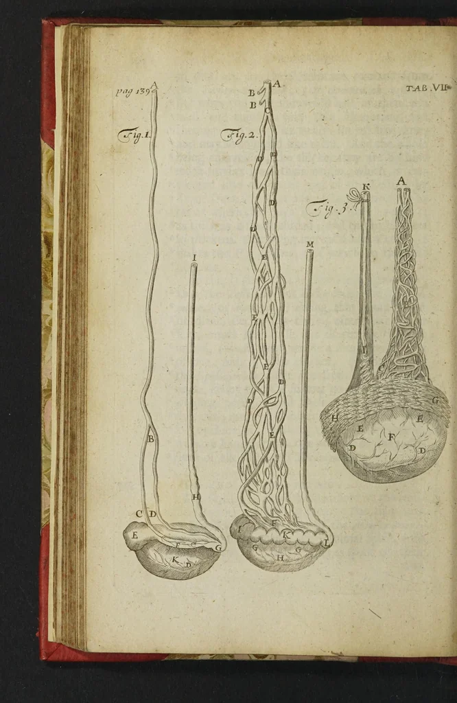 An illustration from The anatomy of human bodies epitomiz'd : wherein all the parts of man's body, with their actions and uses, are succinctly describ'd, according to the newest doctrine of the most accurate and learned modern anatomists, 1688, leaf 186