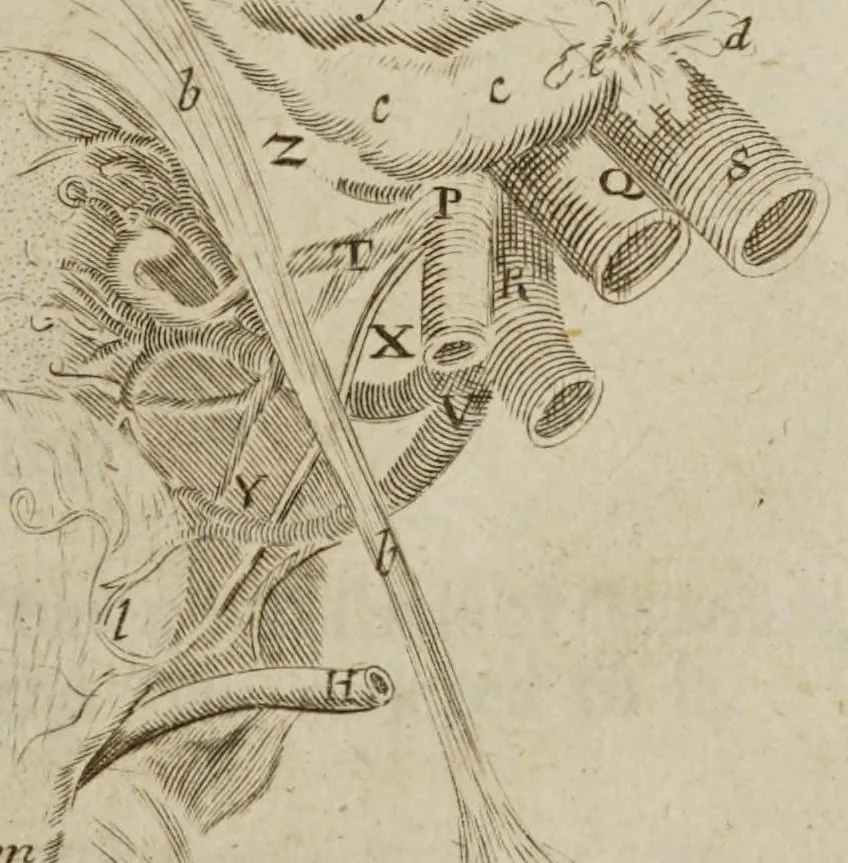 An illustration from The anatomy of human bodies epitomiz'd : wherein all the parts of man's body, with their actions and uses, are succinctly describ'd, according to the newest doctrine of the most accurate and learned modern anatomists, 1688, leaf 237