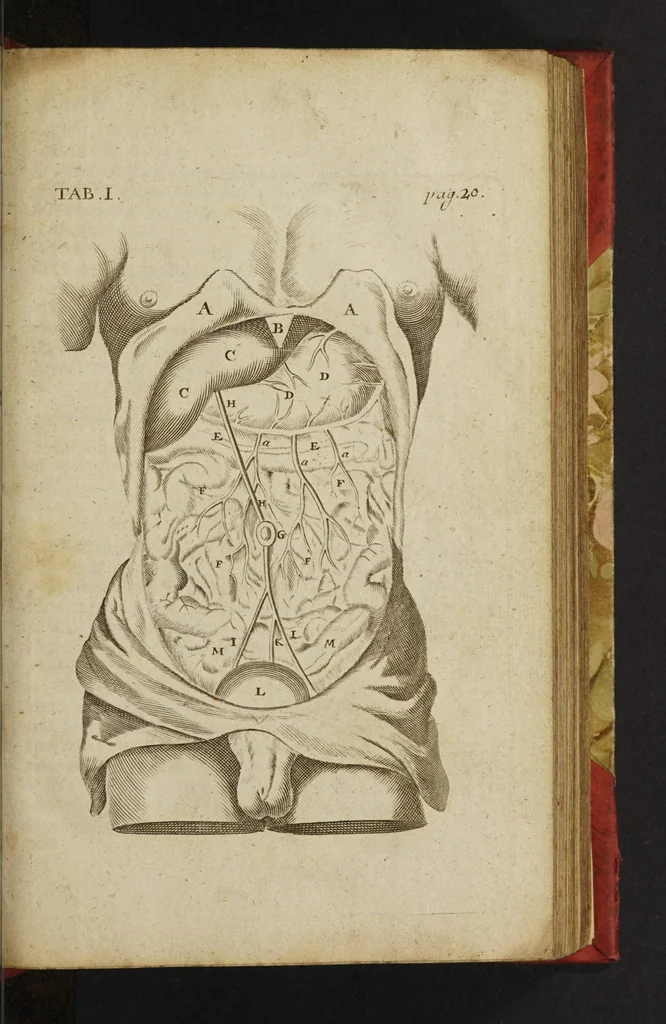 An illustration from The anatomy of human bodies epitomiz'd : wherein all the parts of man's body, with their actions and uses, are succinctly describ'd, according to the newest doctrine of the most accurate and learned modern anatomists, 1688, leaf 45