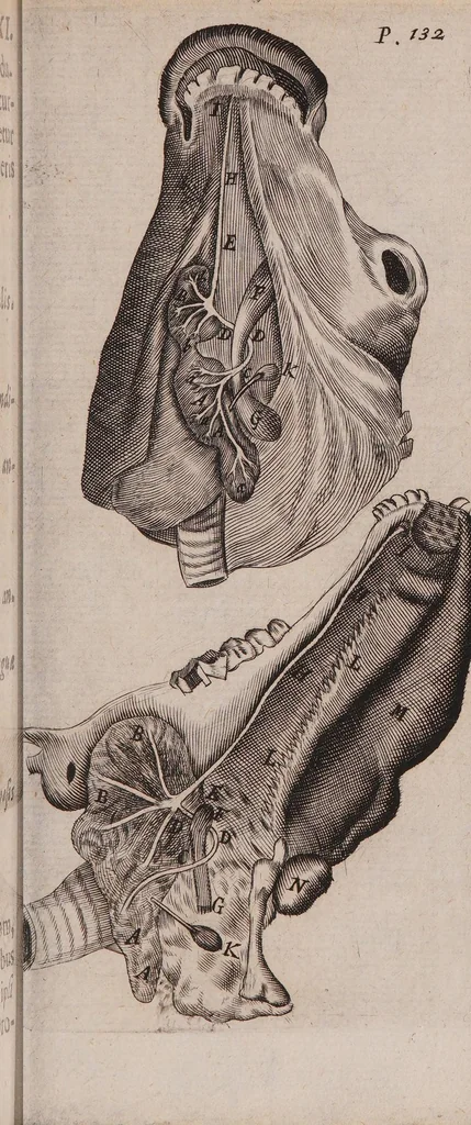 An illustration from Adenographia: sive glandularum totius corporis descriptio ..., 1656, leaf 169