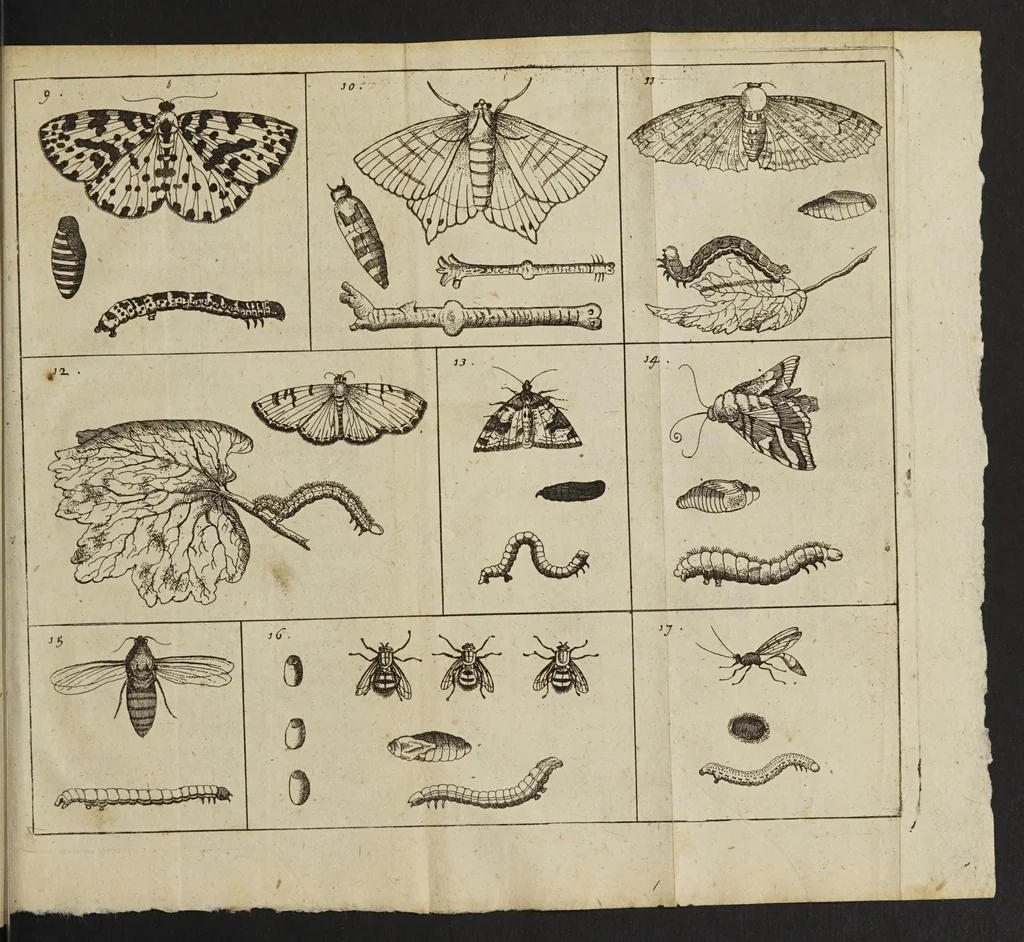 An illustration from De insectis, in methodum redactus; cum notularum additione, 1685, leaf 69