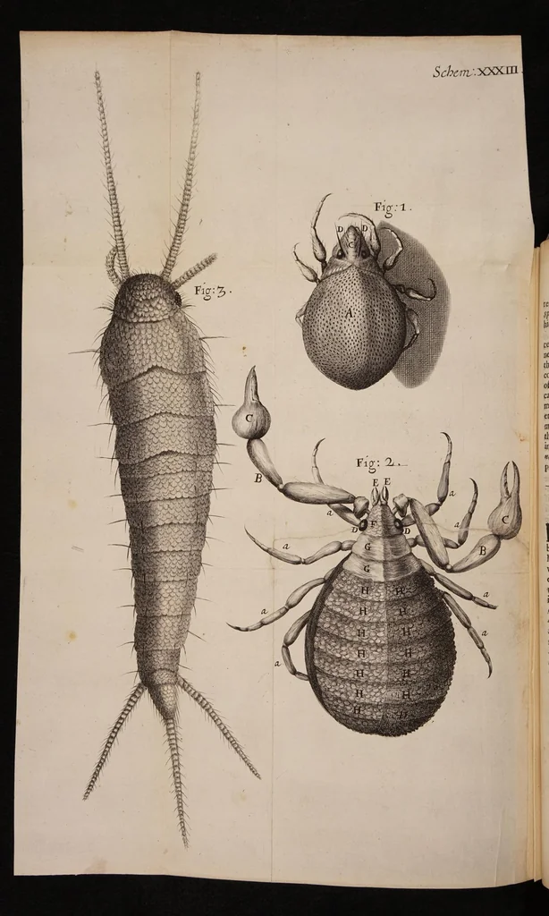 An illustration from Micrographia: or some physiological descriptions of minute bodies made by magnifying glasses. With observations and inquiries thereupon, 1665, leaf 318