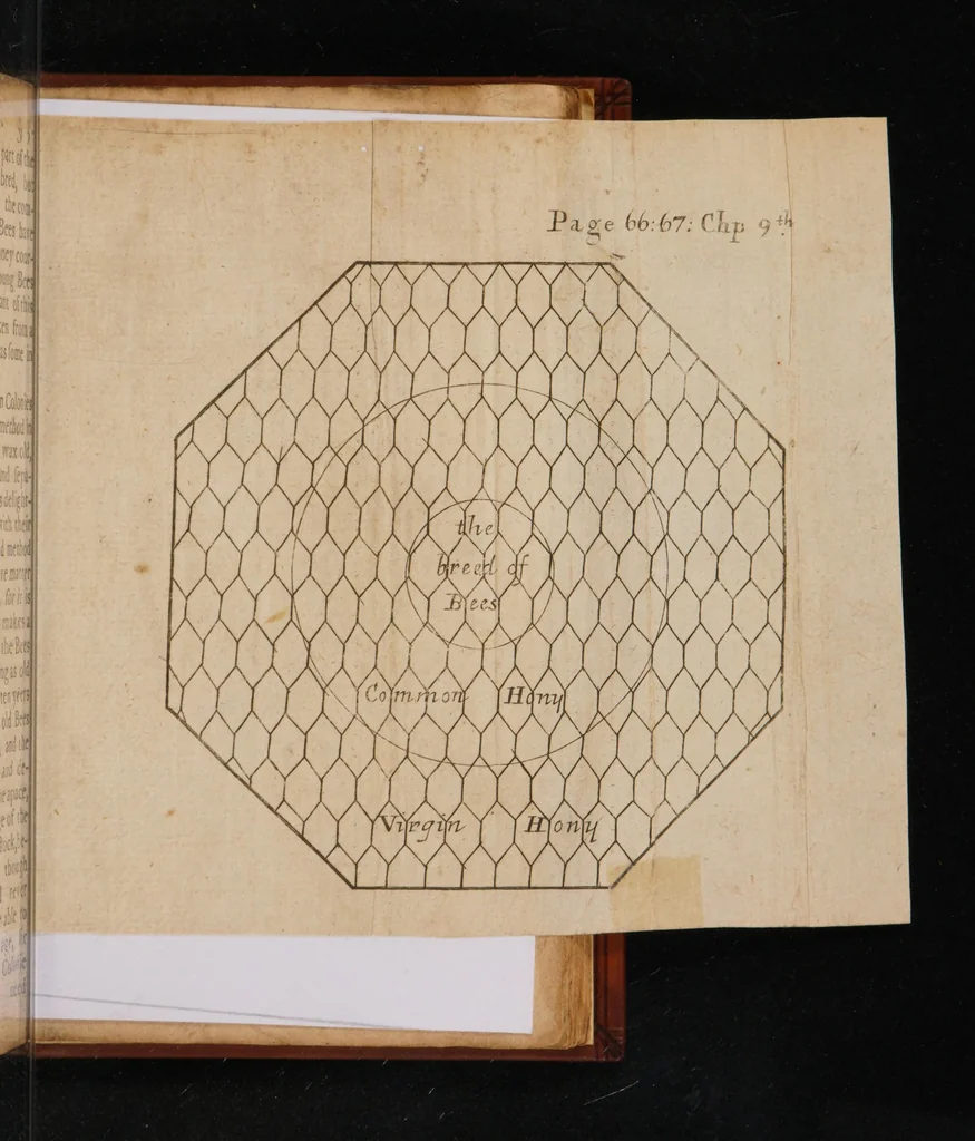 An illustration from A further discovery of bees. Treating of the nature, government, generation and preservation of the bee. With the experiments and improvements arising from the keeping them in transparent boxes, instead of straw-hives. Also proper directions (to all such as keep bees) as well to prevent their robbing in straw-hives, as their killing in the colonies, 1679, leaf 103