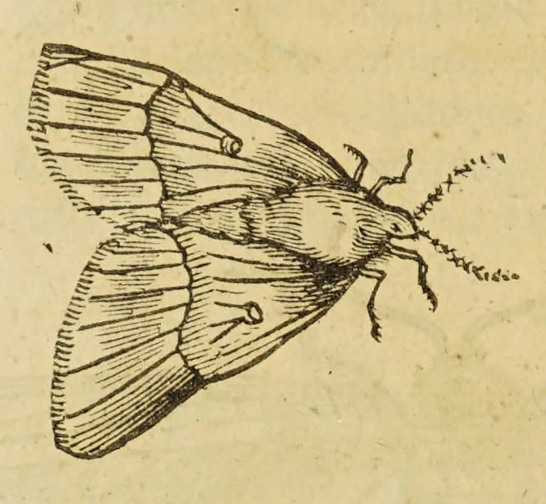An illustration from Insectorum sive minimorum animalium theatrum, 1634, leaf 122