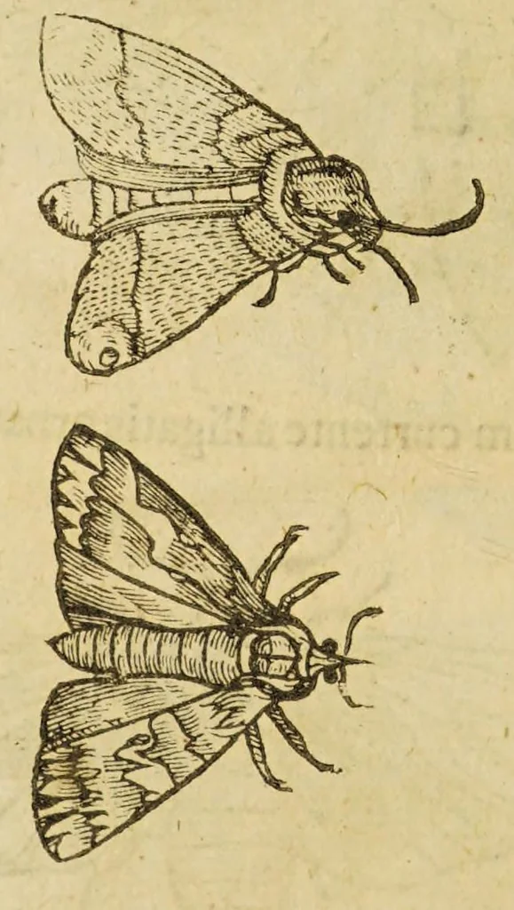 An illustration from Insectorum sive minimorum animalium theatrum, 1634, leaf 122