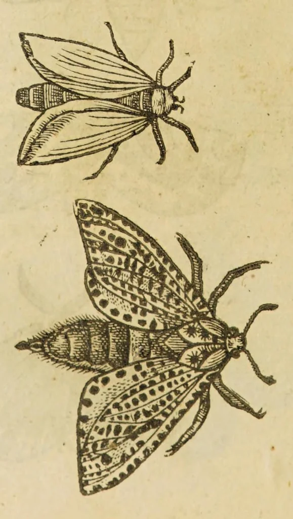 An illustration from Insectorum sive minimorum animalium theatrum, 1634, leaf 122
