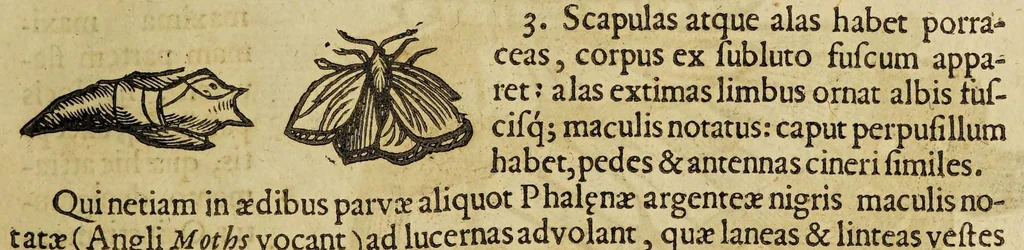 An illustration from Insectorum sive minimorum animalium theatrum, 1634, leaf 127
