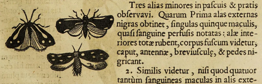 An illustration from Insectorum sive minimorum animalium theatrum, 1634, leaf 127