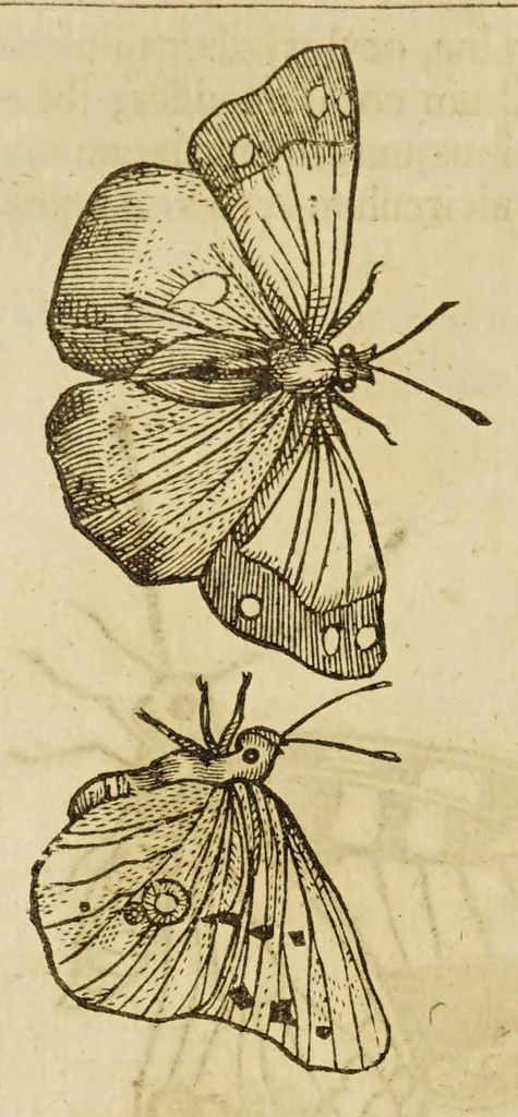 An illustration from Insectorum sive minimorum animalium theatrum, 1634, leaf 130
