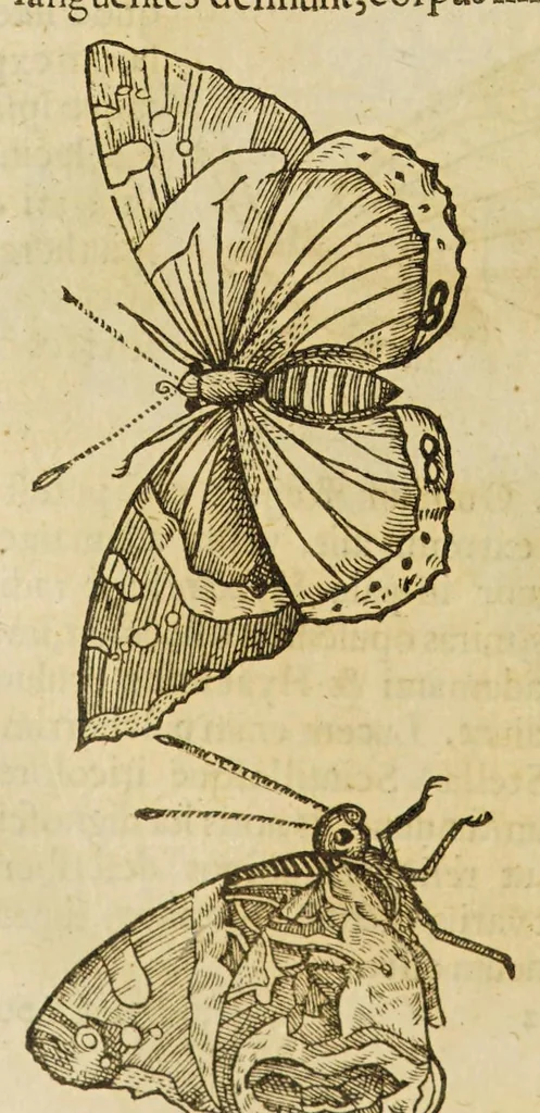 An illustration from Insectorum sive minimorum animalium theatrum, 1634, leaf 130